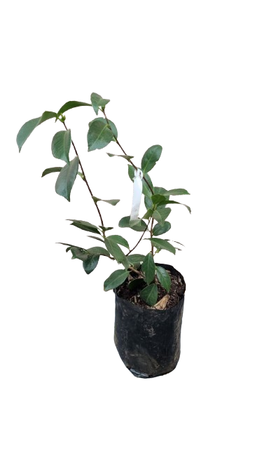 Camellia Japonica Various Colors - 10L