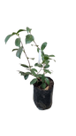 Camellia Japonica Various Colors - 10L