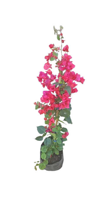 Bougainvillea - various Colors 10L