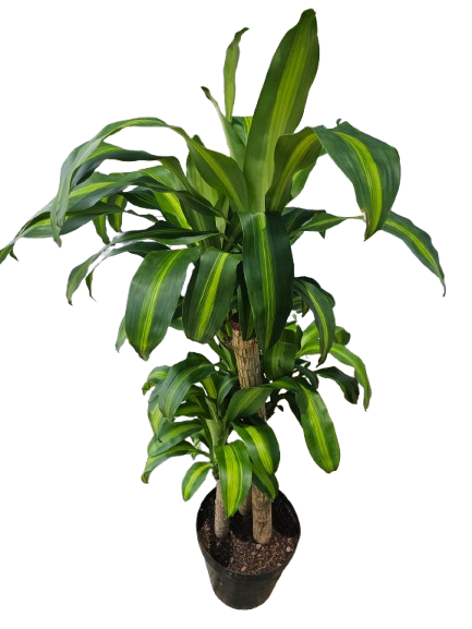 Dracaena Massangeana Various Sizes