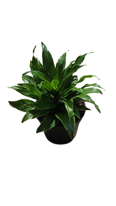 Dracaena Compacta 14cm