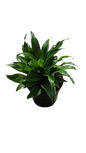 Dracaena Compacta 14cm