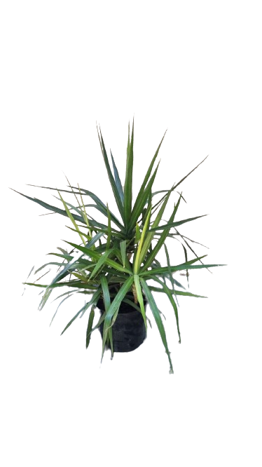 Dracaena Marginata 19cm 3PP