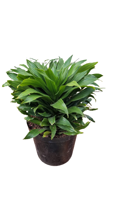 Dracaena Compacta 25cm