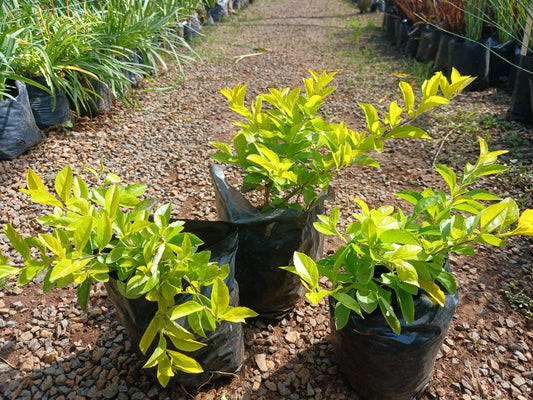 Duranta Sheenas Gold 1.5L