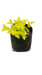 Duranta 2.5L