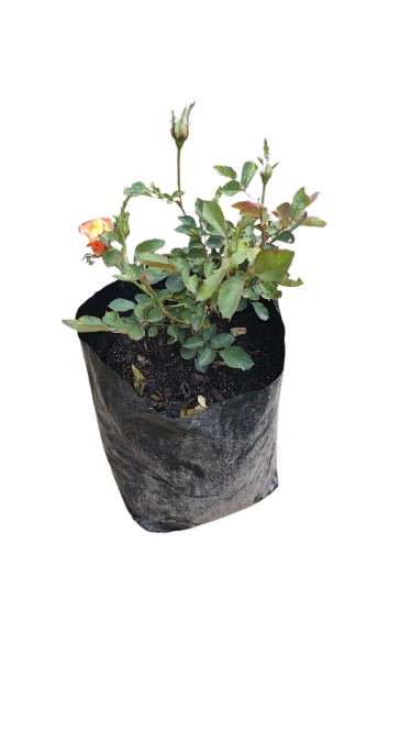 Durban July Rose 5L (Golden Orange, Yellow)