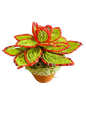 Beaded Echeveria Decoration Pot