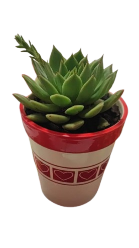 Echeveria in a Ceramic Pot