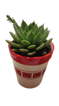 Echeveria in a Ceramic Pot