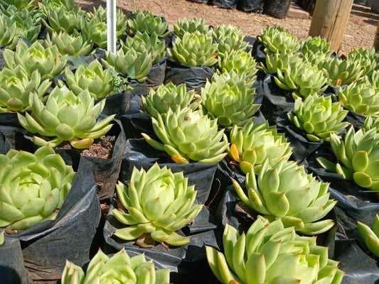 Echeveria Agavoides Green 4L