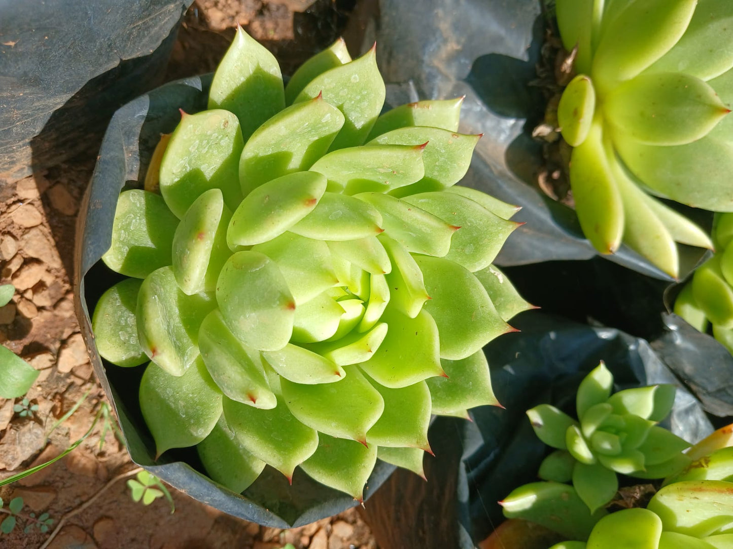 Echeveria Agavoides Green 4L
