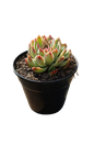 Echeveria Various Sizes ( 10cm / 12cm / 14.5cm)