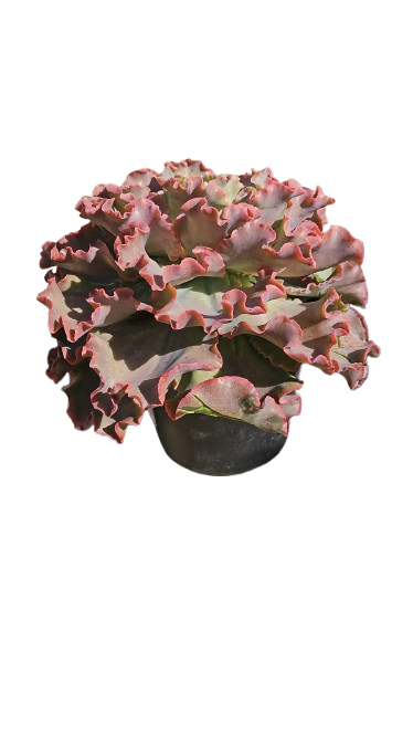 Echeveria Assorted 17cm