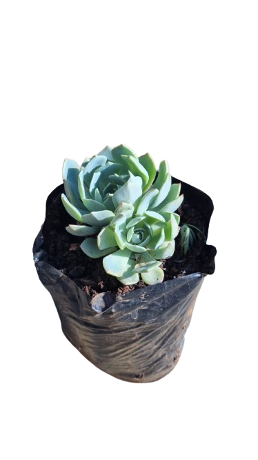 Echeveria Rose 2L
