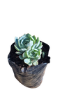 Echeveria Rose 2L