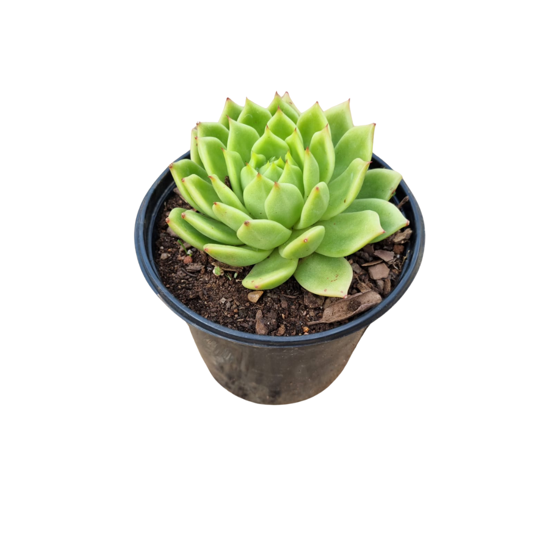 Echeveria Green 14cm