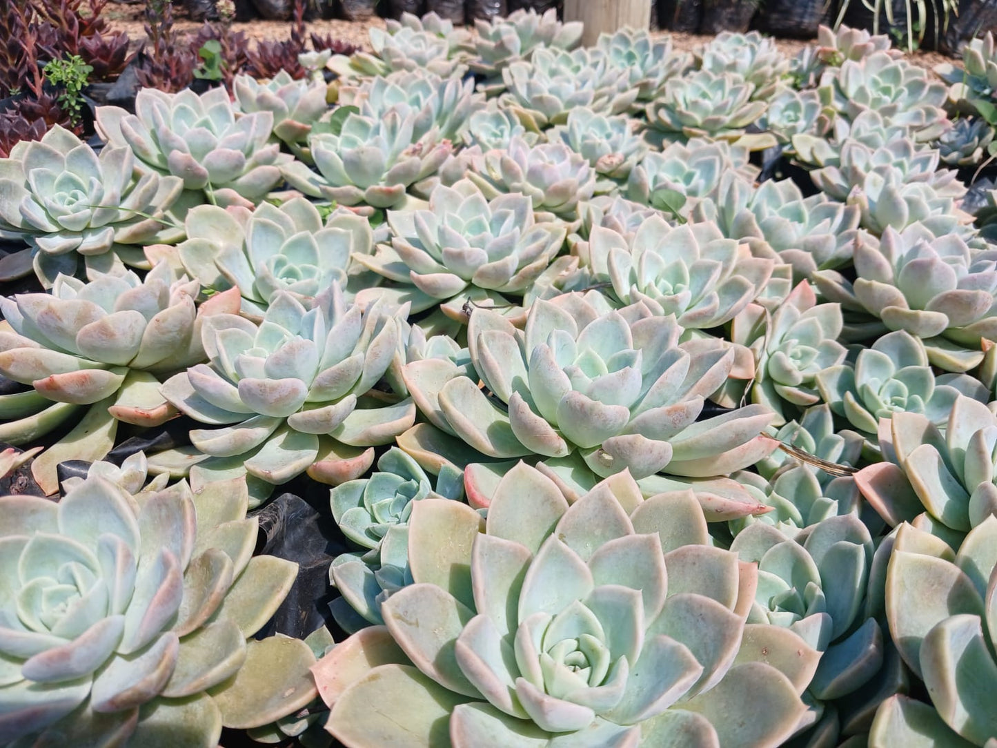 Echeveria Subsessilis Grey 4L
