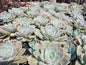 Echeveria Subsessilis Grey 4L