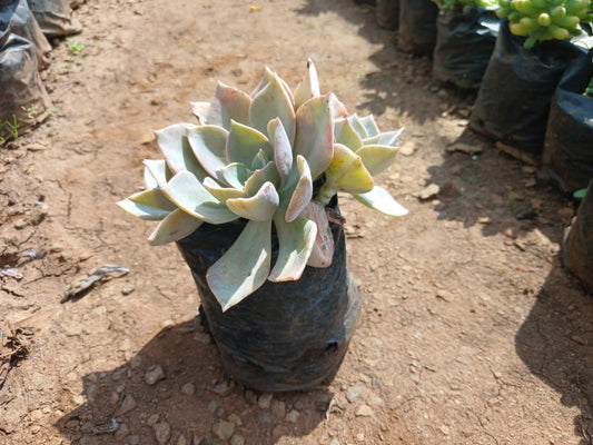 Echeveria Subsessilis Pink 1.5L
