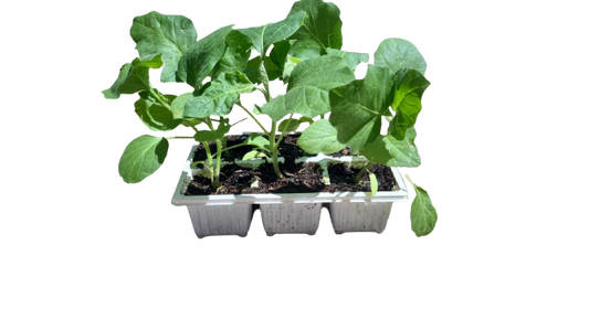 Egg Fruit Black Beauty Seedling