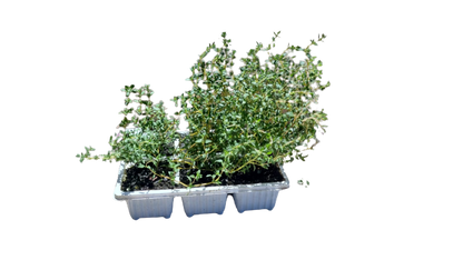 English Thyme 6 Pack Seedling Tray