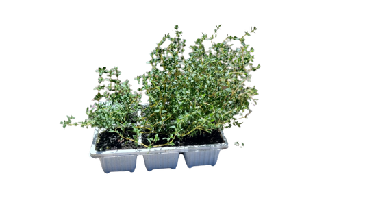 English Thyme 6 Pack Seedling Tray