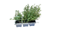 English Thyme 6 Pack Seedling Tray