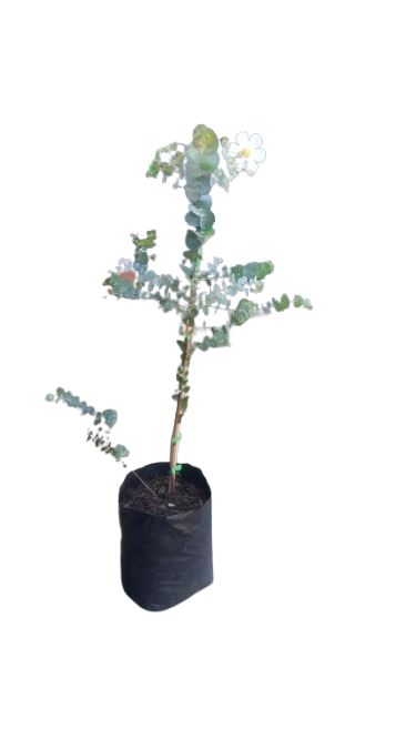 Eucalyptus Cinerea Silver Dollar 8l