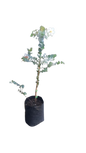 Eucalyptus Cinerea Silver Dollar 8l