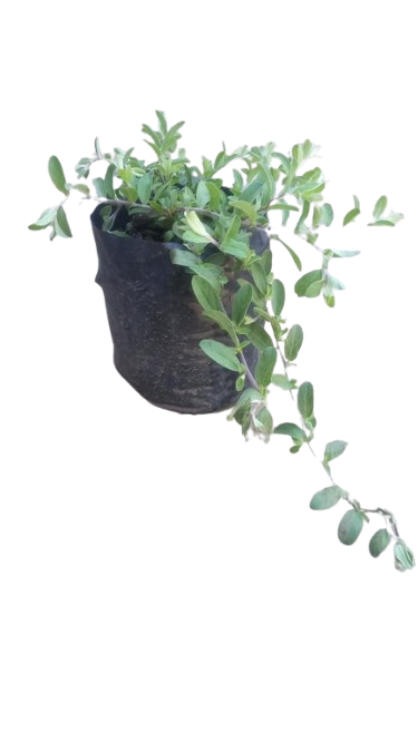 Evolvulus Glometarus Blue 3L