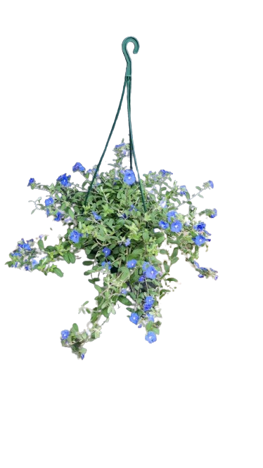 Evolvulus Glometarus Blue hanging basket 20cm