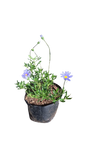 Felicia Amelloides - 3L