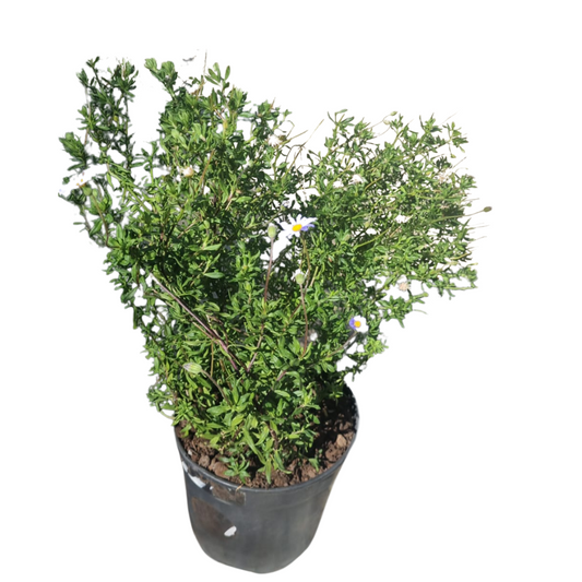 Felicia Amelloides 19cm