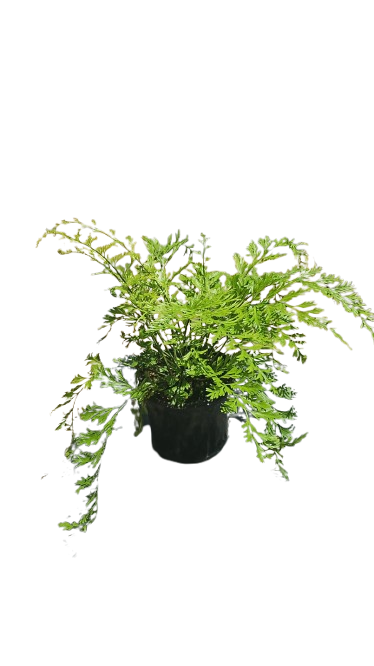 Fern Asplenium Viviparum 12cm