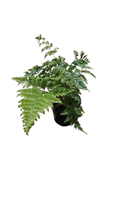Fern Davallia 12cm