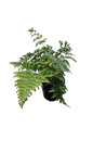 Fern Davallia 12cm