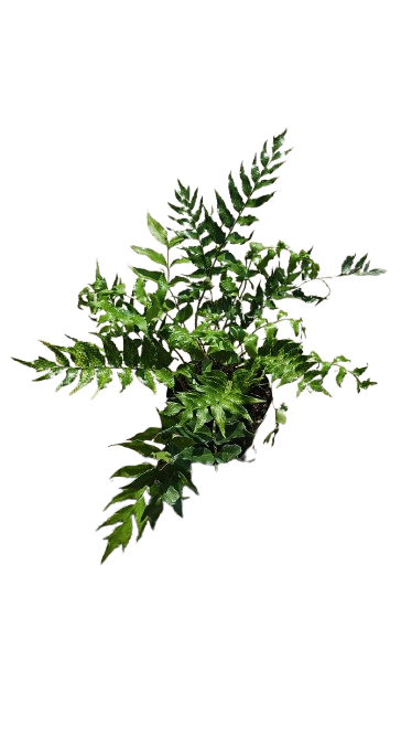 Fern Holly (Cyrtomium Falcatum) 14cm