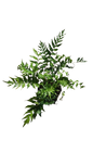 Fern Holly (Cyrtomium Falcatum) 14cm
