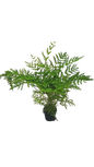 Fern Straminea Pteris 14cm