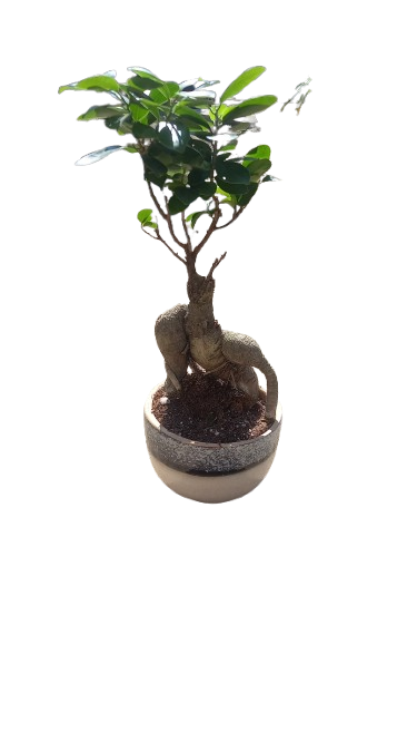 Ficus Ginseng In Ceramic bowl 17cm
