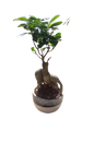 Ficus Ginseng In Ceramic bowl 17cm