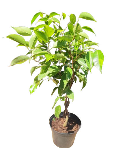 Ficus Gold/Prince Braided 15cm – Gardenvale