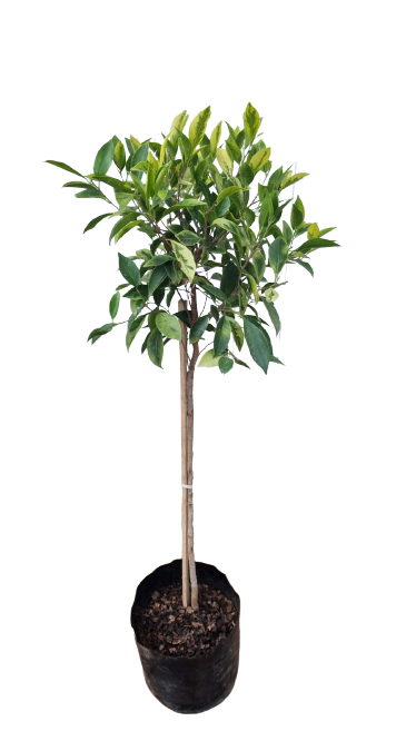 Ficus Golden King STD