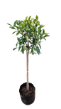 Ficus Golden King STD