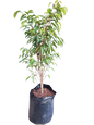 Ficus Lemon Lime 10L