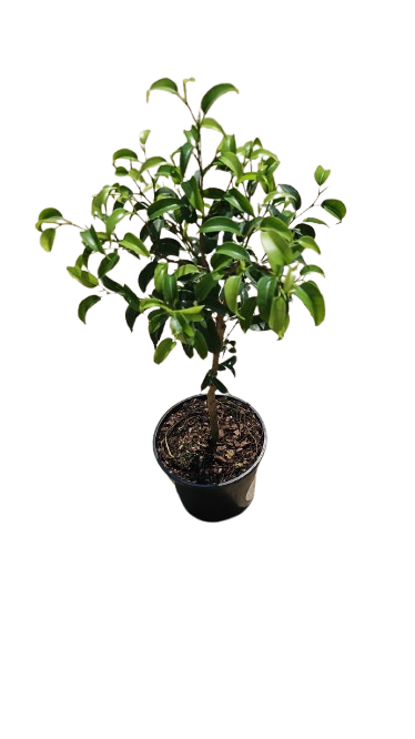 Ficus Lollipop Rijsenhout Various Sizes