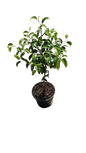 Ficus Lollipop Rijsenhout Various Sizes