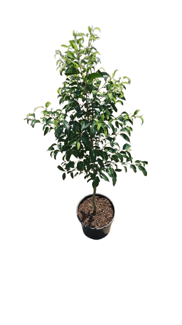 Ficus Lollipop Rijsenhout Various Sizes
