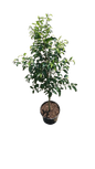 Ficus Lollipop Rijsenhout Various Sizes